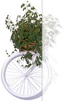 ivy bicycle